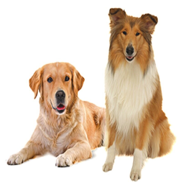 Royal Canin Maxi Adult Big Dog Food 15 Kg Healthy Growth Feeding Pet Immunity Flora Support
